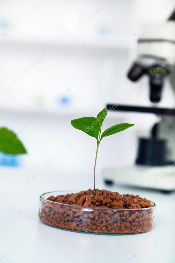 Genetically modified plant tested in petri dish .Ecology laborat