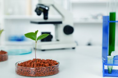 genetik olarak değiştirilmiş bitki petri dish .ecology laboratuarda test