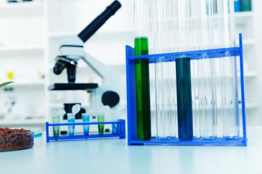 genetik olarak değiştirilmiş bitki petri dish .ecology laboratuarda test