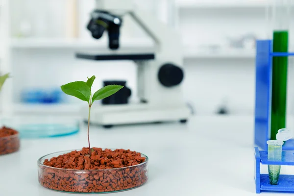 genetik olarak değiştirilmiş bitki petri dish .ecology laboratuarda test