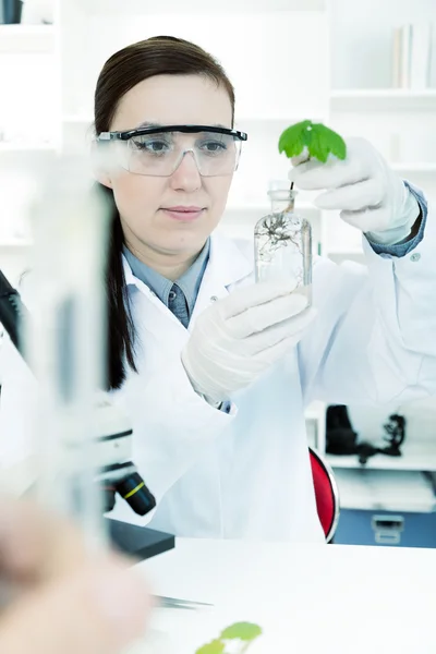Вивчення генетично модифікованих ГМО рослин в лабораторії . — стокове фото