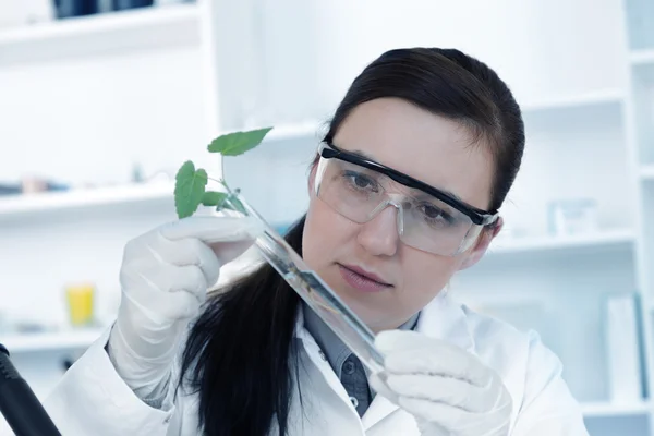 Estudo de plantas geneticamente modificadas de OGM em laboratório — Fotografia de Stock