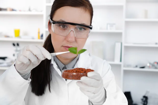 Estudio de las plantas modificadas genéticamente en el laboratorio — Foto de Stock