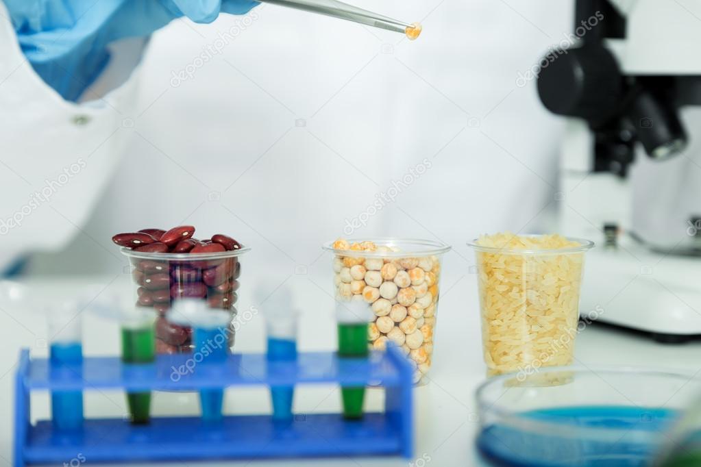 Corn subject to selection in Microbiological laboratory.