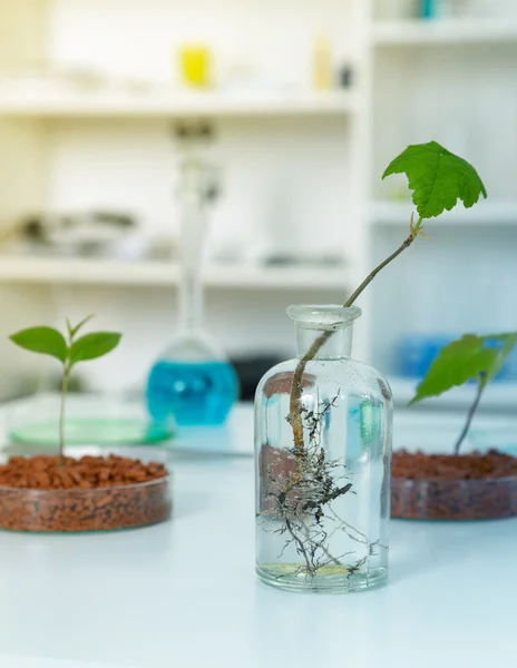 Genetically modified plant .Ecology laboratory — ストック写真