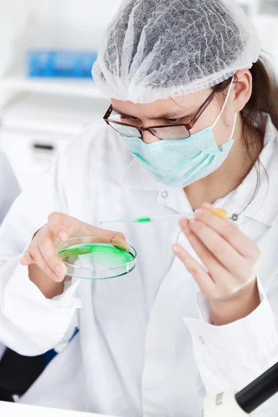 Scientist working at the laboratory — Stock Photo, Image