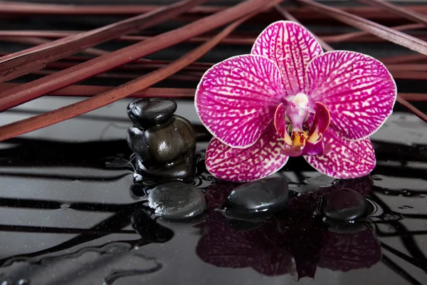 Orchidea e pietre nere — Foto Stock