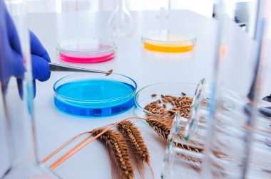 hücre kültürü tahlil genetik test etmek için tohum değişiklik