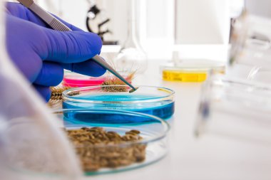 hücre kültürü tahlil genetik test etmek için tohum değişiklik