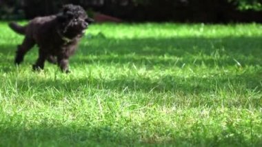 Park, yavaş hareket çalıştıran kaniş köpek yavrusu