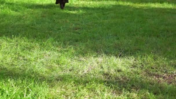 Piccolo cucciolo di cagnolino che corre nel parco, rallentatore — Video Stock