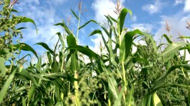 Güneşli bir günde rüzgarda canlı Mısır alan.