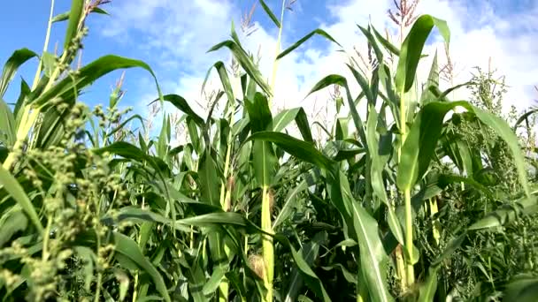 Campo de maíz vibrante soplando en el viento en un día soleado . — Vídeos de Stock