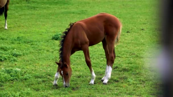 Μικρό άλογο που βόσκει. Πουλάρι άλογο που βόσκει σε εξωτερικούς χώρους πέρα από την δύση του ηλίου. — Αρχείο Βίντεο