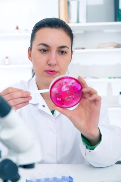 Wetenschapper onderzoeken oplossing in petrischaal in een laboratorium — Stockfoto