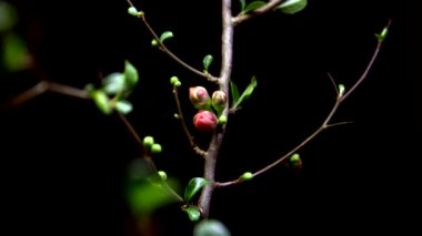 4k hızlandırılmış açılış çiçek