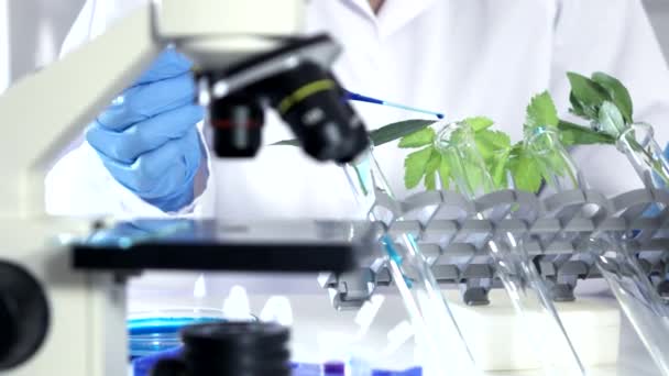 Cientista analisando plantas em tubos de ensaio . — Vídeo de Stock