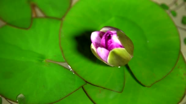 Tijd lapse opening van water lily bloem. Lotusbloem — Stockvideo