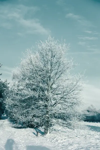 Zmrazené strom na zimní pole a modré nebe — Stock fotografie