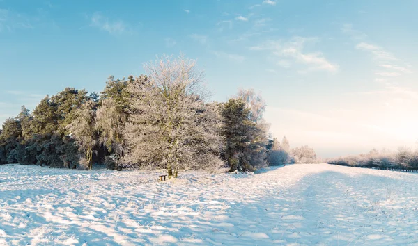 Vinter landskap panorama - skog och snö — Stockfoto
