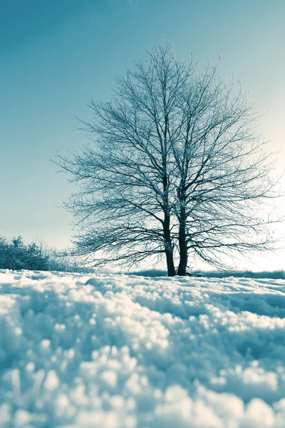 Albero congelato sul campo invernale e cielo blu — Foto Stock
