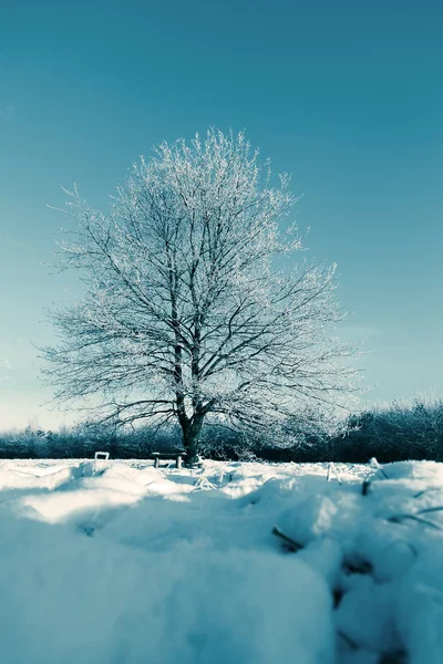Frozen tree on winter field and blue sky Stock Photo
