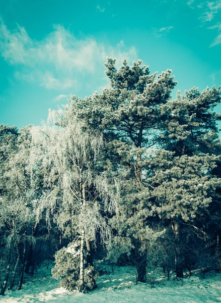 Bellissimo paesaggio invernale con alberi innevati — Foto Stock