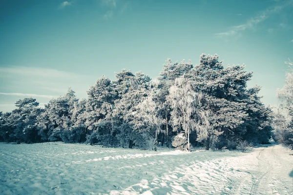 Hermoso paisaje de invierno con árboles cubiertos de nieve — Foto de Stock