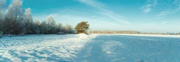Panorama paesaggistico invernale foresta e neve — Foto Stock