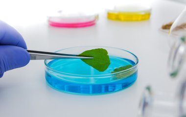 Gıda kalite Laboratuvar Laboratuvar Görevlisi. Hücre kültür tahlil genetik test etmek için tohum değişiklik