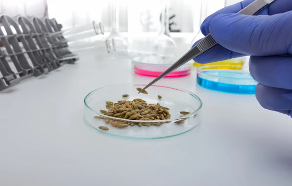 Laboratory assistant in the laboratory of of food quality.Cell culture assay to test genetically modified seed — Stock Photo, Image