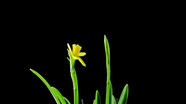 Time-lapse of opening yellow narcissus flowers bouquet on black background — Stock Video