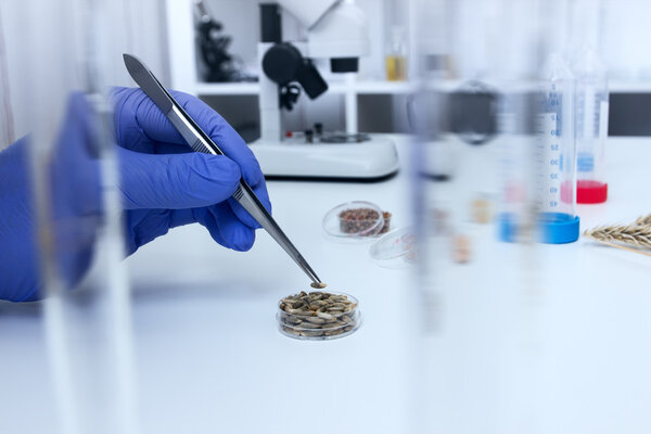 Лабораторный ассистент в лаборатории качества пищевых продуктов.Анализ культуры клеток для тестирования генетически модифицированных семян
