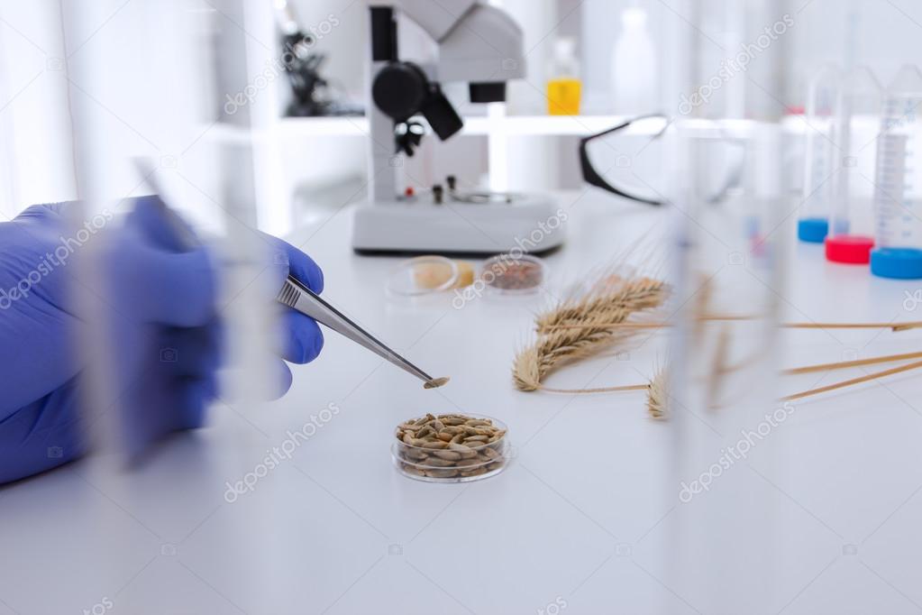 Laboratory assistant in the laboratory of of food quality.Cell culture assay to test genetically modified seed