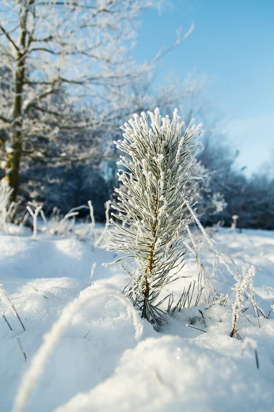 Árvore congelada no campo de inverno e céu azul — Fotografia de Stock
