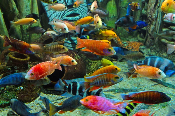 Colorful tropical fish and marine life underwater in aquarium