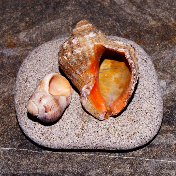 Concha Mar Com Mar Belas Pedras Coloridas Jaspers — Fotografia de Stock