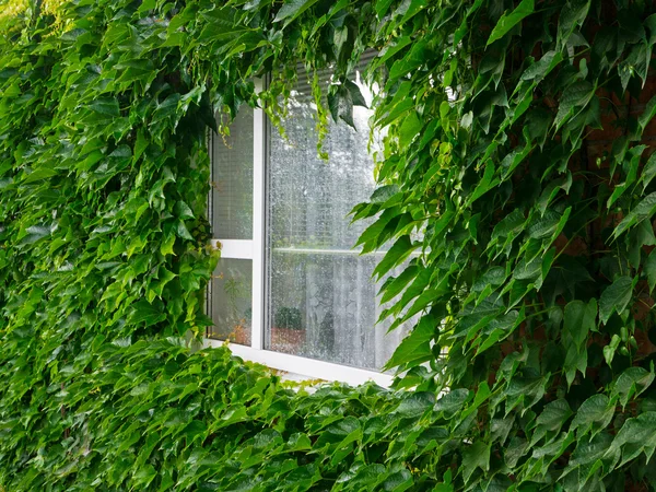 Green window — Stock Photo, Image