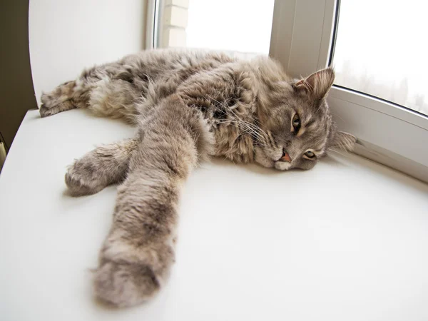 悲しい猫を横になっています。 ロイヤリティフリーのストック写真