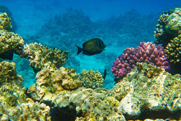 kızıl denizde balık