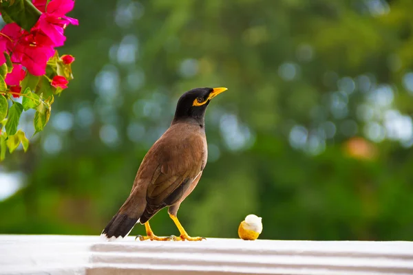 Bird on window — Stock Photo, Image