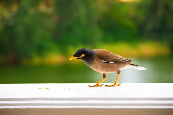 Pássaro comendo — Fotografia de Stock