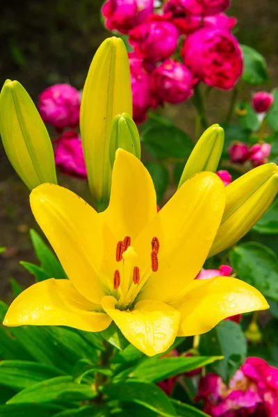 Flowers — Stock Photo, Image