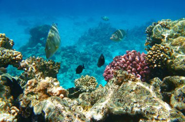 Güzel renkli balıklar