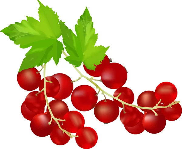 Sprig Ribes Rosso — Vettoriale Stock