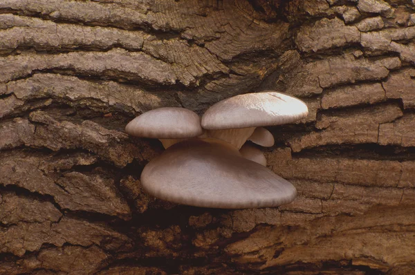 Устричные грибы на дереве — стоковое фото