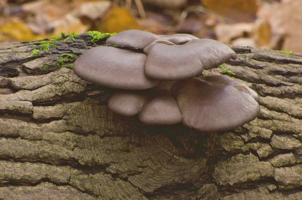 Устричные грибы на дереве — стоковое фото