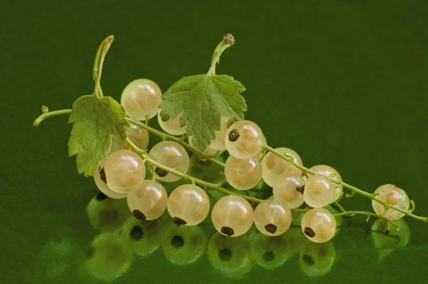 Bär av vita vinbär — Stockfoto