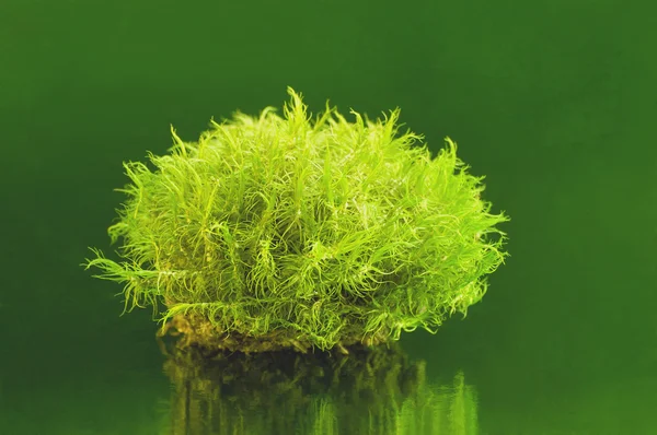 Zöld sphagnum moha — Stock Fotó