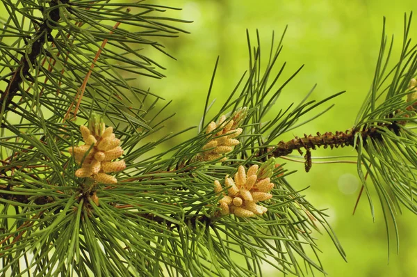 genç çam kozalakları